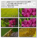 q0301大自然油菜花朵蜜蜂采蜜蜻蜓田园风光LED大屏视频背景素材