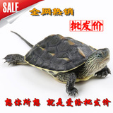 乌龟 活体 中华龟 3-4CM草龟 六线草 水龟 情侣龟 宠物龟