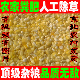 杂粮东北有机粘玉米馇子苞米馇子粗粮五常有机粘玉米馇子中粒