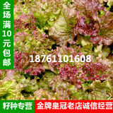 紫叶生菜种子 阳台盆栽营养健康蔬菜种子 四季可播高端蔬菜籽