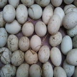舟山海岛农家放养鸭蛋 新鲜土鸭蛋散养草鸭蛋 青绿皮鸭蛋30枚