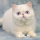 CFA纯白色蓝眼加菲猫宠物猫 异国短毛猫——种母 普提