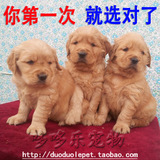 上海浦东 家养 纯种小金毛犬 宠物狗狗 金毛幼犬 出售 支持上门