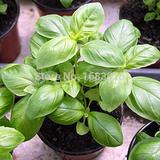 2000Pcs/Bag SWEET GENOVESE BASIL Herb Flower Seeds Herb Ocim