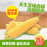 云南新鲜玉米5斤装水果玉米鲜嫩蔬菜甜玉米棒粒包谷农家自种好吃