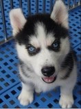 纯种赛级哈士奇犬幼犬西伯利亚雪橇犬疫苗驱虫已做保健康