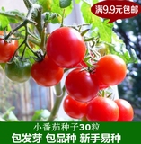 305珍珠小番茄籽圣女果种子樱桃番茄红西红柿种子番茄约30粒种