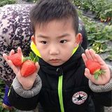 青浦阿斌草莓园农家乐8人农家套餐/绿色有机食材/送6斤奶油草莓