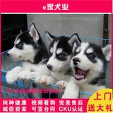 精品双血统纯种狗狗，哈士奇幼犬出售 西伯利亚雪橇犬宠物狗包邮