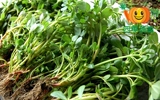 四季蔬香农家马齿苋有机绿色新鲜蔬菜配送300克 满5份广东包邮