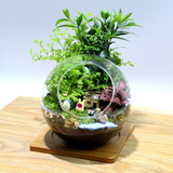 苔藓微景观植物生态瓶办公室桌面创意玻璃迷你绿植DIY小盆栽摆件
