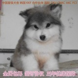 出售巨型赛级血统纯种阿拉斯加犬 红色阿拉雪橇犬包邮健康宠物狗