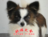 广州宠物狗 蝴蝶犬幼犬纯种 出售 健康