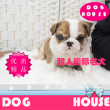活体英牛纯种幼犬低价出售英国斗牛犬纯种幼犬北京超人出售BJ-S1