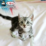CFA纯种美国短毛猫银虎斑 MM小芬 宠物猫品种猫 美短厦门福州sold