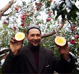 促销新疆阿克苏 红旗坡冰糖心苹果树苗 新鲜水果 脆 甜大型苹果苗