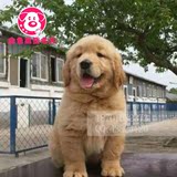 金毛幼犬宝宝出售双血统CKU认证北京周边可送货挑选上门来挑选