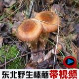 东北特产黑龙江15年野生榛蘑菇丁干货新散货 小鸡顿蘑菇1斤包邮