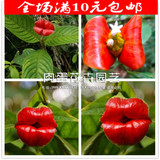 Psychotria Elata嘴唇花蔷薇目，蔷薇科的植物种子包邮
