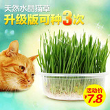 DIY猫草种子水晶大麦猫草天然猫薄荷 去毛球化毛球种植猫零食