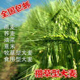 青稞大麦薏米种子燕麦油菜籽种子甜苦荞麦种子榨汁小麦水稻种子