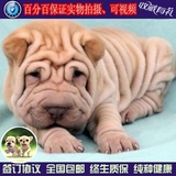 沙皮犬幼犬出售 纯种沙皮幼犬 宠物狗狗活体 家养包纯种 包健康02