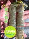 北京京深海鲜鲜活水产皮皮虾富贵虾琵琶虾濑尿虾虾蛄虾婆产地直销