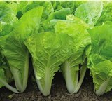 快菜28天速生白菜青菜 蔬菜种子盆栽种植 四季播易种菜籽 原装8克