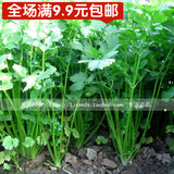 天津种业-进口四季香菜种子-芫荽青菜蔬菜籽高产香味浓-9.9元包邮