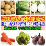 精选24种根部蔬菜种子白菜 萝卜 莴苣 土豆 榨菜 菠菜 芋头等包邮