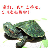 巴西龟彩龟乌龟活体宠物作文日记金钱龟小鳄龟草龟包邮免邮发财龟