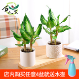 万年青植物小盆栽 杭州室内客厅小型盆景 绿植花卉吸甲醛净化空气