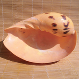 超大海螺贝壳黄瓢螺 黄金柚螺 天堂鸟卷贝鱼缸水族 创意多肉盆栽