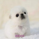 出售纯种京巴幼犬北京犬茶杯犬小型犬赛级白京巴宠物狗狗活体16