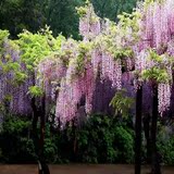 林木5元10克其他种子美丽的紫藤花出售当年新采的苗木树种=紫藤