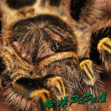 巴西巨人金直间 宠物蜘蛛活体2厘米左右大幼体  可以长好大