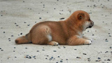 精品赛级狗狗日本纯种柴犬狗幼犬出售 短毛宠物狗小型狗狗可上门