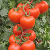 有机蔬菜苗子    种子 番茄种苗 阳台盆栽西红柿苗 大果番茄苗