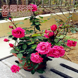 玫瑰花苗大花进口绿植盆栽植物室内花卉 赛牡丹 月季蔷薇花苗