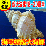 ★包邮★天然 贝壳 海螺 庞氏珊瑚螺18-20CM 大法螺批发 超大海螺