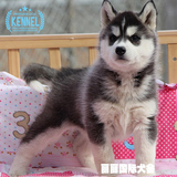 双血统赛级哈士奇幼犬出售 西伯利亚雪橇犬宠物狗适合家养狗狗