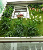 人造草坪仿真植物墙 绿色植物墙立体米兰带垂直绿化室内外装饰品