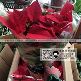 一品红盆栽苗花卉圣诞红花万年红年宵客厅室内植物100%实物 包邮