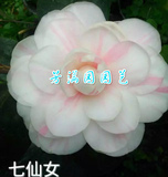 七仙女茶花1-4年苗 正宗名贵茶花  同株可开多种花色的花朵