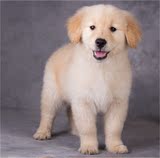 金毛幼犬出售纯种金毛狗导盲犬黄金猎犬大头宽嘴活体宠物狗狗