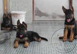 精品赛级 纯种 德牧 幼犬出售 德国牧羊犬 弓直 黑背 锤系 警犬