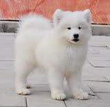 重庆纯种萨摩耶幼犬/出售纯种澳版萨摩耶犬白色中型犬包健康015