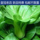 四季油菜种子 约100粒 蔬菜种子/花种/花籽 阳台庭院种植