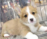 赛级血统纯种柯基犬幼犬出售 上海家养包送货威尔士名犬宠物狗狗