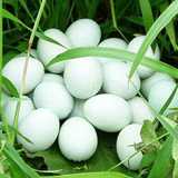 正宗绿壳种蛋土鸡蛋受精蛋孵小鸡种蛋30枚装